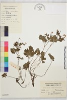 天葵藏品圖，第1張