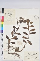 大戟藏品圖，第1張