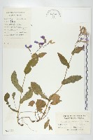 諸葛菜藏品圖，第1張