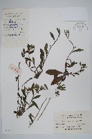 盾果草藏品圖，第1張