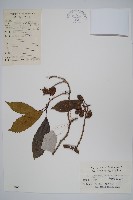 革葉獼猴桃藏品圖，第1張