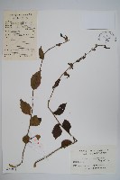 湖南沙參、寬裂沙參藏品圖，第1張