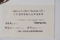 湖南沙參、寬裂沙參藏品圖，第2張