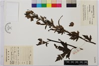 烏頭藏品圖，第1張