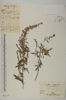 魁蒿藏品圖，第1張