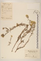 秋鼠麴草藏品圖，第1張