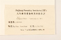 秋鼠麴草藏品圖，第3張