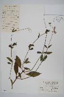 柳葉牛膝藏品圖，第1張