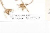 牽牛花藏品圖，第4張