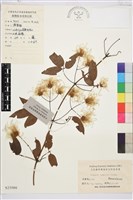 小木通藏品圖，第1張