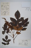 鹽膚木藏品圖，第1張