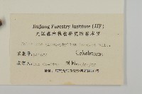 灰葉南蛇藤藏品圖，第3張