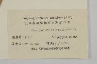 臭杏、土荊芥藏品圖，第3張