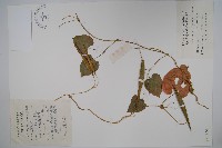隔山消藏品圖，第1張