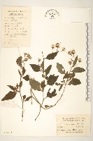 蔓黃菀藏品圖，第1張