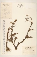 苦滇菜、苦菜藏品圖，第1張