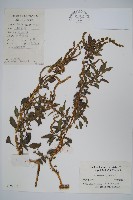 刺莧藏品圖，第1張