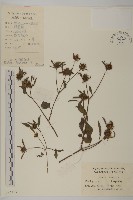 大狼把草藏品圖，第1張