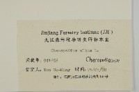 藜、灰藜藏品圖，第3張