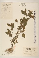 小米菊藏品圖，第1張