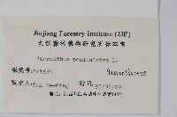 繁穗莧藏品圖，第2張