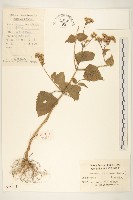 毛梗豨薟藏品圖，第1張