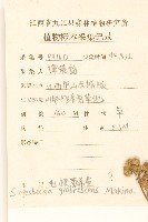 毛梗豨薟藏品圖，第2張