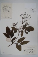 冇骨消藏品圖，第1張