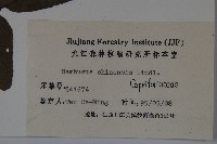 冇骨消藏品圖，第2張