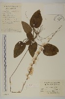 香鬼督郵藏品圖，第1張