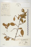 胡頹子藏品圖，第1張