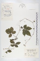 絞股藍藏品圖，第1張