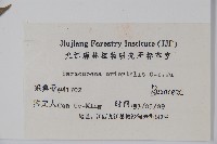 東方野扇花藏品圖，第2張