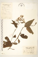 蔓黃菀藏品圖，第1張