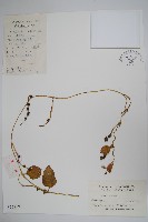 落葵藏品圖，第1張