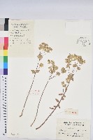 乳漿大戟藏品圖，第1張