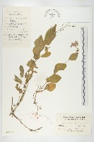 諸葛菜藏品圖，第1張