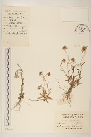 父子草、天青地白藏品圖，第1張