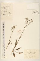 細葉苦實藏品圖，第1張