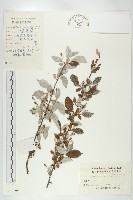 木半夏藏品圖，第1張