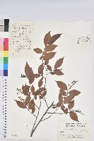 米飯花藏品圖，第1張