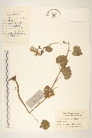 蒲兒根藏品圖，第1張
