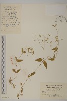 中國繁縷藏品圖，第1張