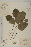 及己藏品圖，第1張