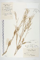 芥菜藏品圖，第1張