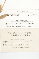 芥菜藏品圖，第3張