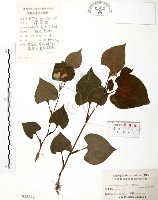 臭腥草、蕺菜藏品圖，第1張