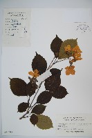 蝴蠂莢迷藏品圖，第1張