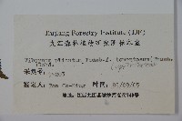 蝴蠂莢迷藏品圖，第2張