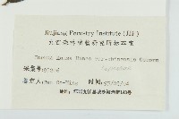 四照花、山荔枝藏品圖，第3張